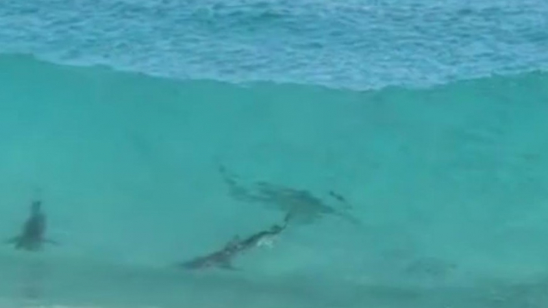 Хиляди акули нападнаха Флорида, затвориха плажовете (ВИДЕО)
