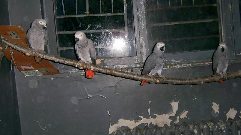 32 папагала летят от София до Уганда като шейхове с Qatar Airways