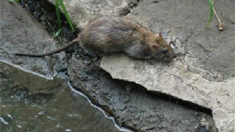 Напаст: Мишки налазиха Пловдив