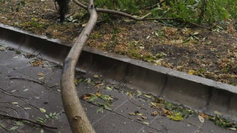 Ураганът: 194 сигнала за паднали дървета, опасни предмети, скъсани жици и отнесени покриви