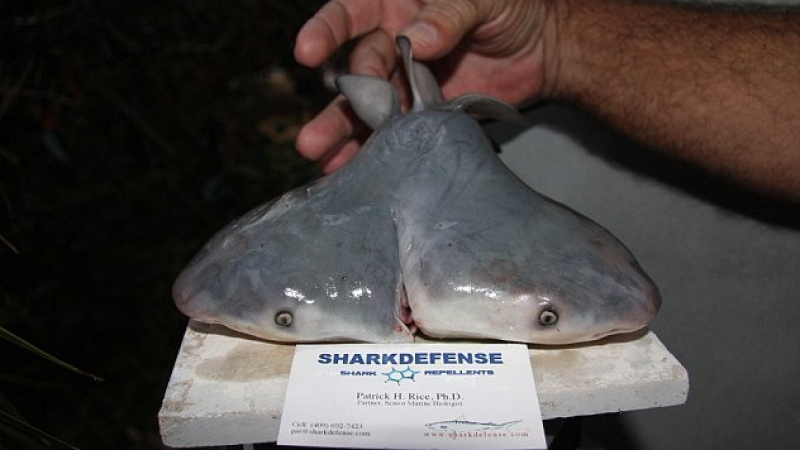 Рибар откри първата бича акула с две глави