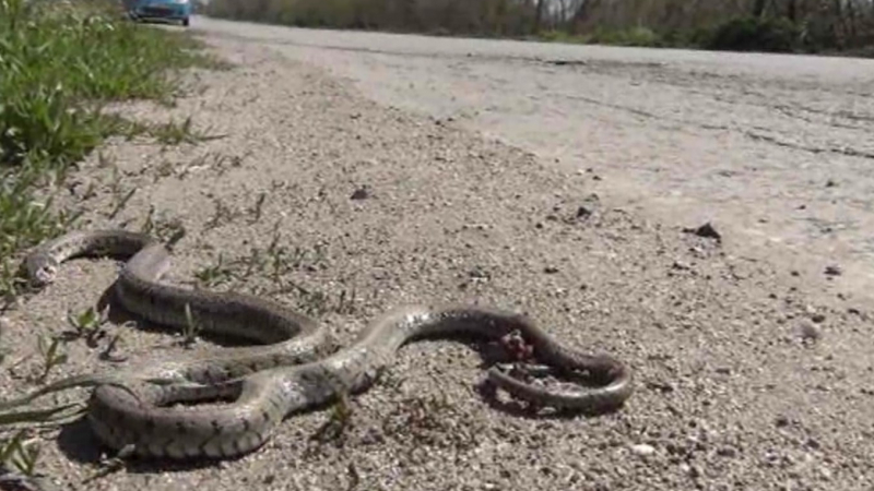 БЛИЦ TV: Плъзнаха змиите, излъгани от топлото време 