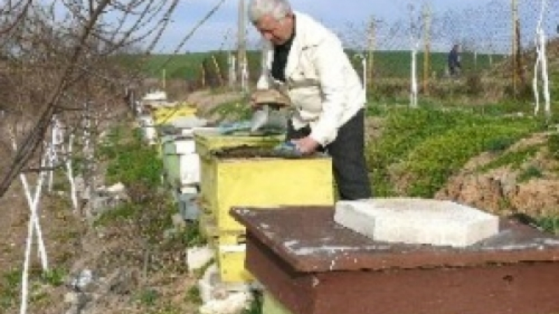 Мор за пчелите в България