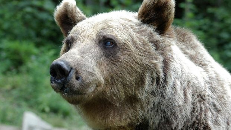 Три нападения на мечки в Смолянско