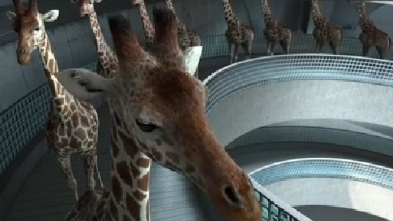 Вижте какво правят жирафите, когато никой не ги гледа (ВИДЕО)