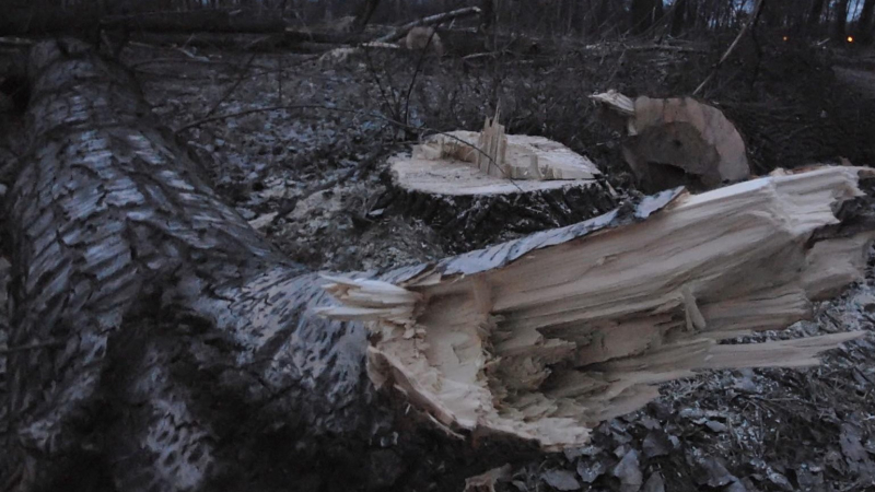 Дървен бос от Говедарци повали незаконно 38 смърча
