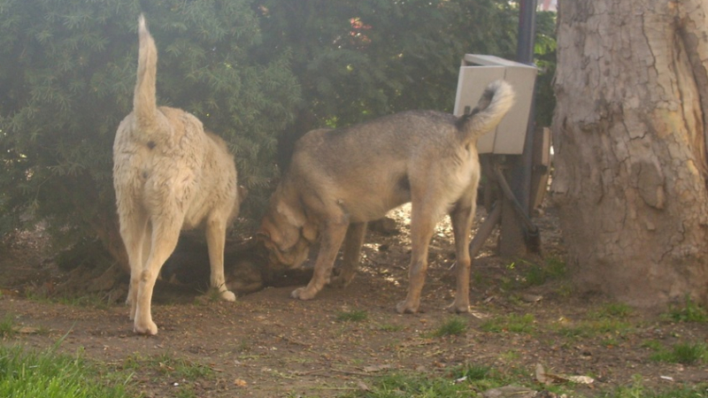 Отровиха куче в центъра на Варна 