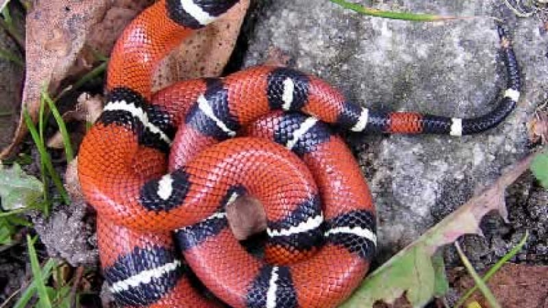 Змията, която се развилня в Пловдив, била под силен стрес