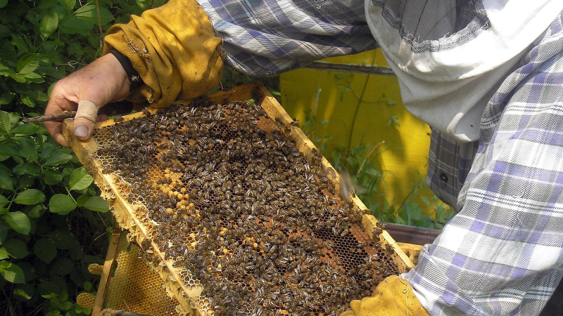 Пчели мрат след пръскане на реколтата 