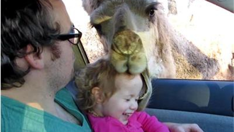 Зла камила захапа дете за главата (ВИДЕО)