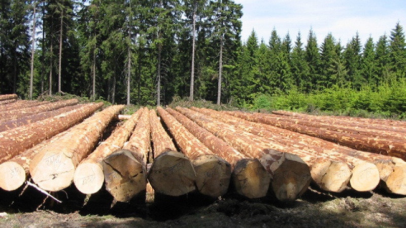 Задава се криза на пазара за дървесина