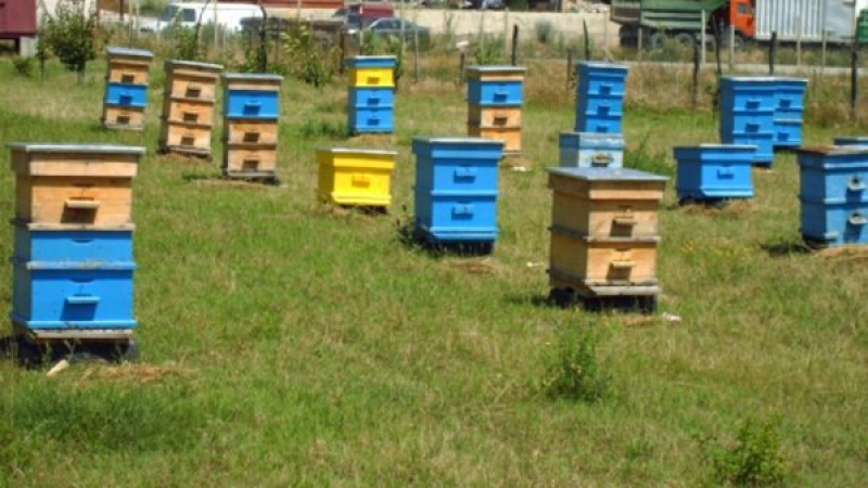 Задигнаха 32 кошера заедно с пчелите в Рилци