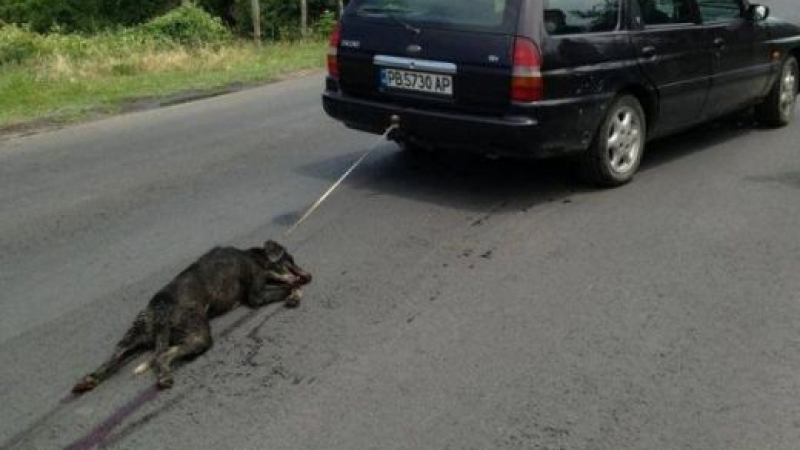 Вижте в лицето Райчо Иванов, който влачи кучето си с колата