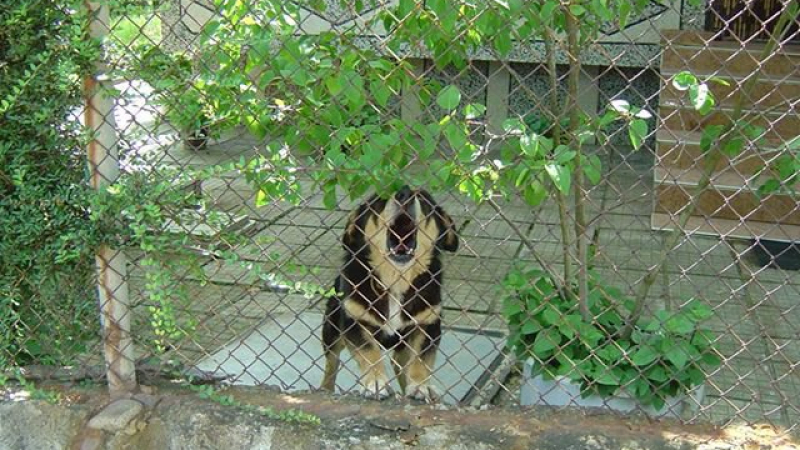 Кървав ужас в Казанлъшко! 50-килограмово куче "Кане корсо" нападна дете