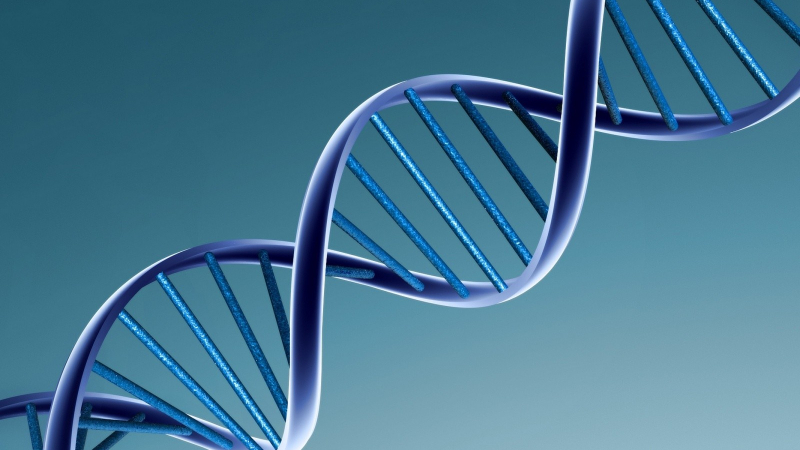 САЩ забраниха патентоването на човешкия геном