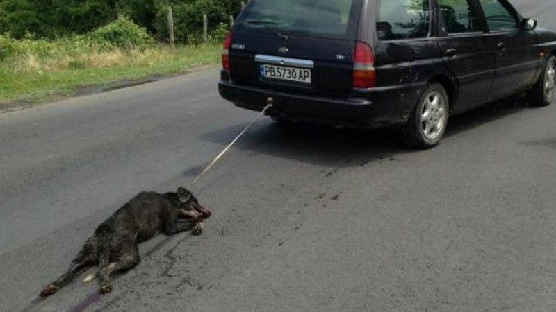 Повдигнаха обвинение за жестокост и мъчения срещу убиеца на кучето от Тополово