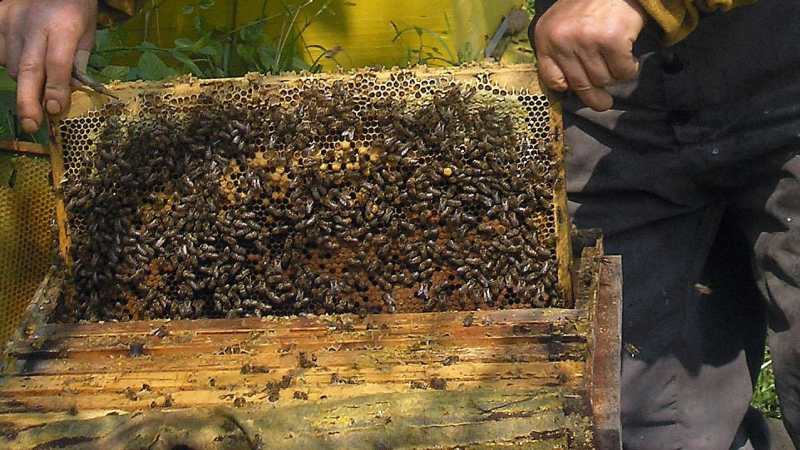Спасиха нажилените от пчели в Сандански