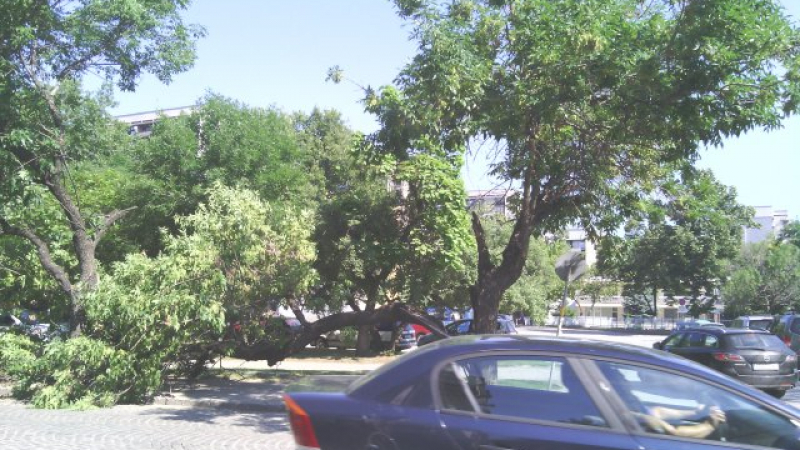 Огромно дърво падна върху тротоар в Пловдив (СНИМКИ)