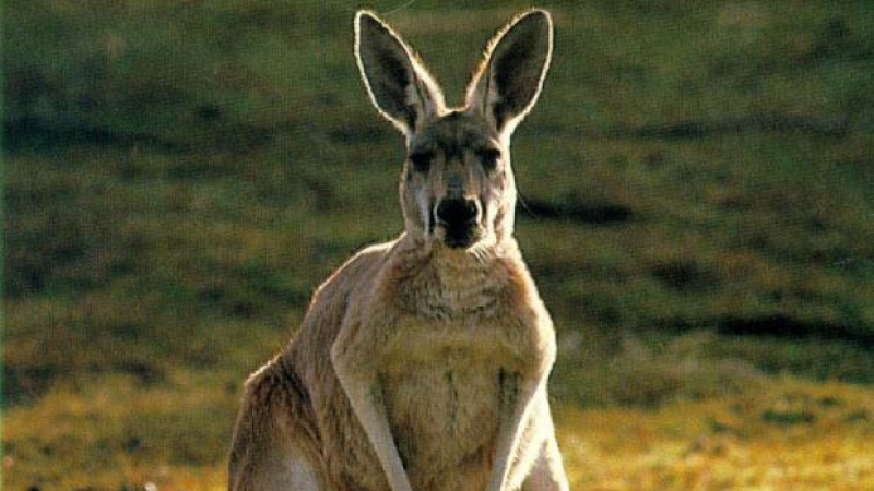  Родопското кенгуру се оказа нелегално