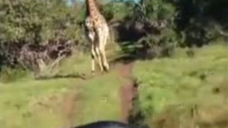 Жираф пак нападна туристи (СНИМКИ/ВИДЕО)