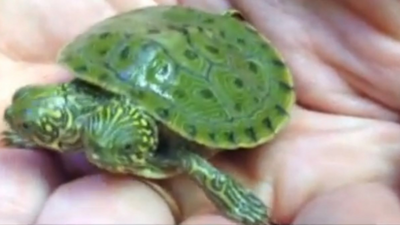 Двуглава костенурка се пръкна в Тексас (ВИДЕО)