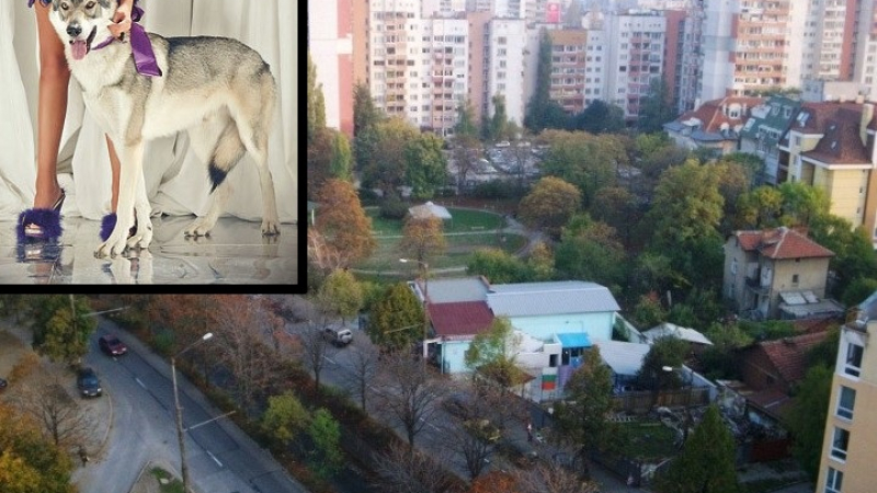 Ексклузивно в БЛИЦ: Изчезналият в София вълк е холивудска звезда!