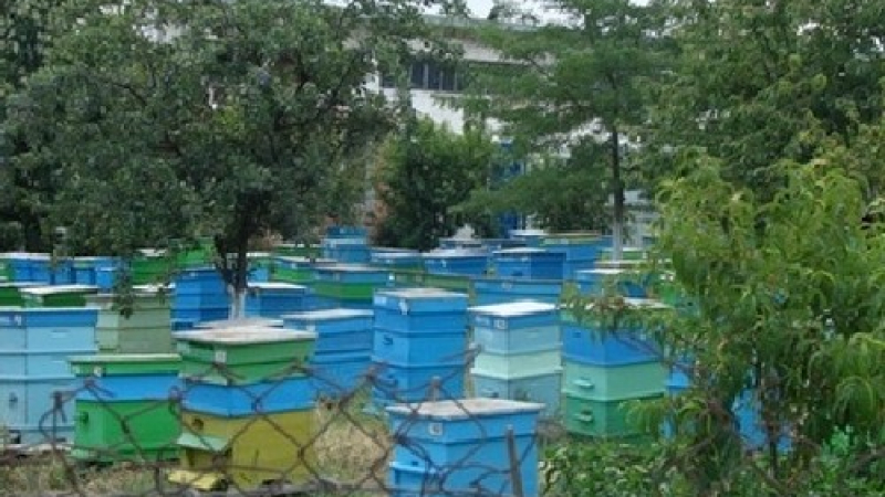 Разярени пчели нахапаха работници от бургаска печатница, двама в болница