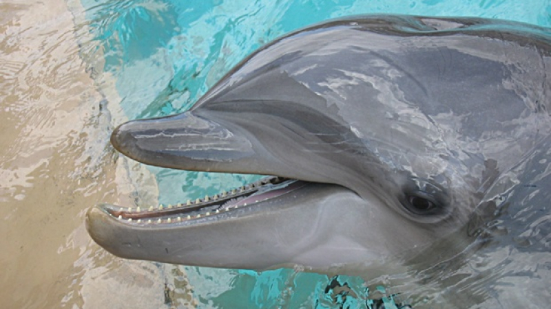 Делфините контактуват помежду си с имена
