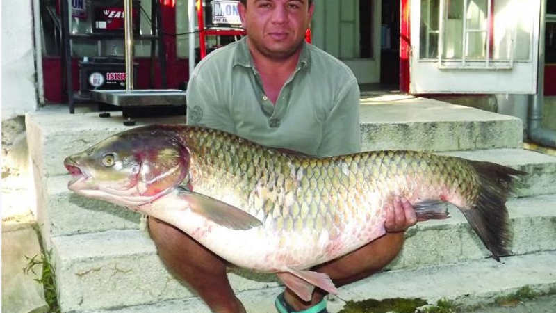 Наш рибар улови амур гигант в Румъния