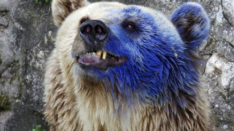БЛИЦ TV: Варненската мечка след покушението