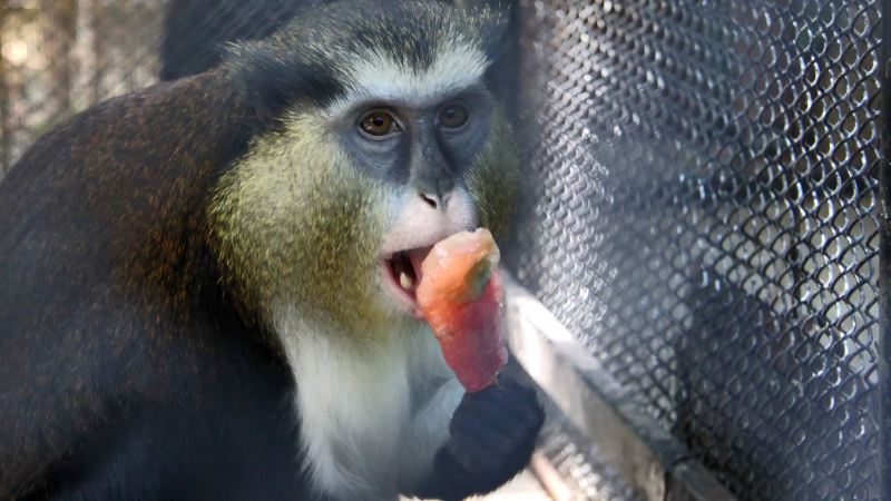 Маймуните във Варна се разхлаждат със сладолед