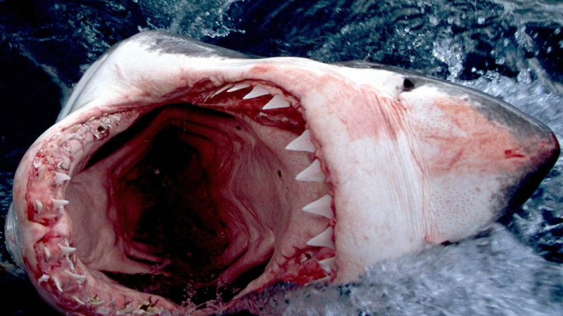Вижте чудовищната праисторическа акула в дълбините на океана (ВИДЕО)
