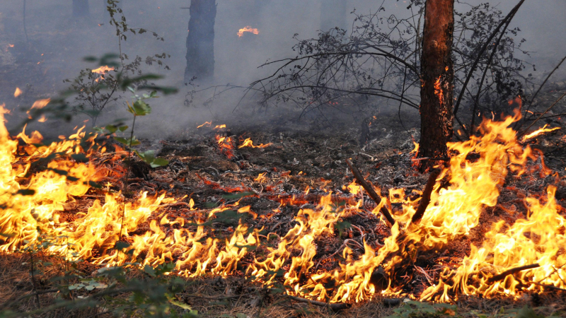 Пожар с фронт 2 км вилнее в Ямболско