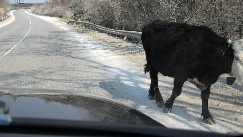 Крава обърна автомобил в Хасковско