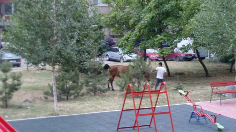Безстопанствени коне препускат из Хасково (СНИМКИ)