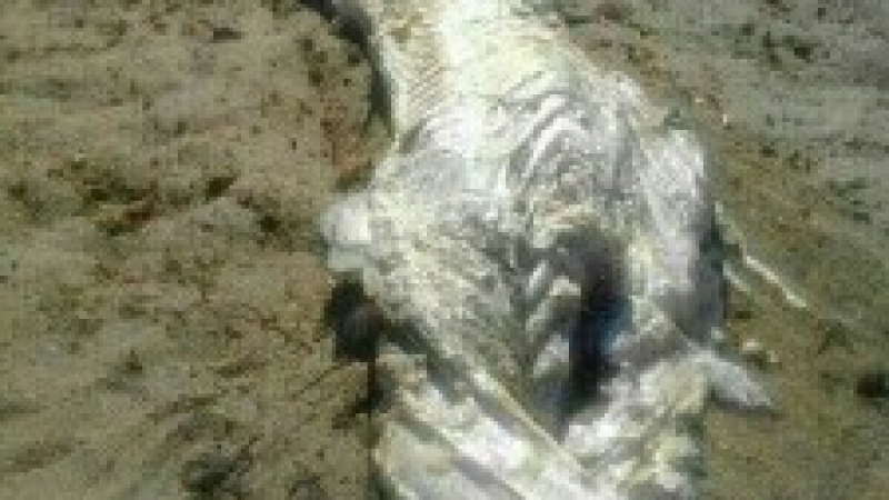 Морето изхвърли 4-метрово чудовище с рога
