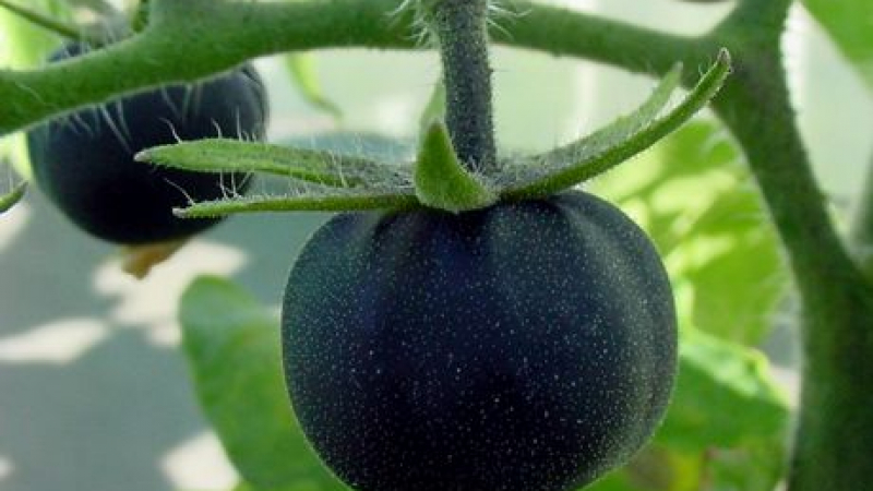 Черните домати - нов хит в Европа