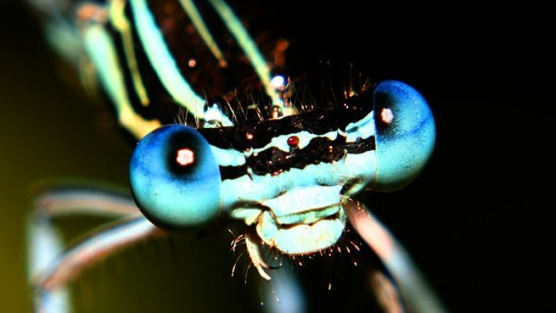 Очите на водните кончета ще помогнат за зрението на роботите