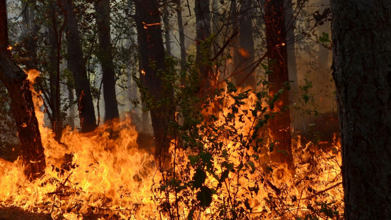 Пожарът над Свиленград бушува на площ от над 15 000 декара