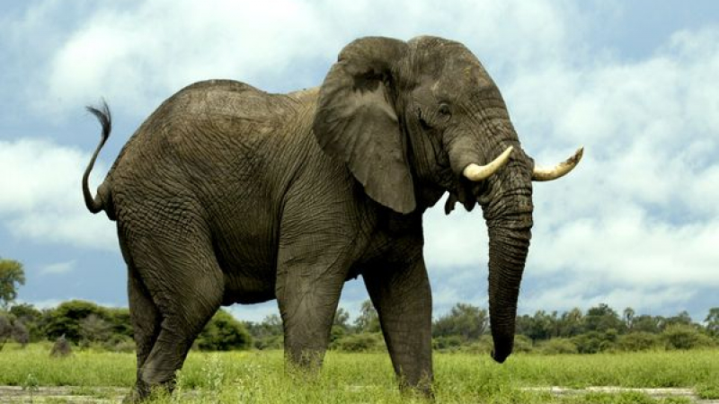 Слон прегази декан на американски университет в Танзания