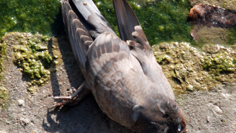 Хасковските гълъби не били чумави, а отровени 