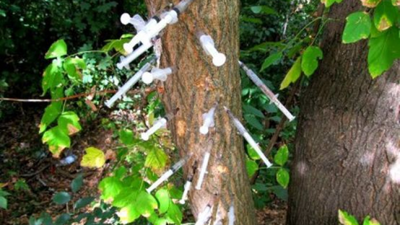 Дърво в Русе осъмна набучено със спринцовки на наркомани