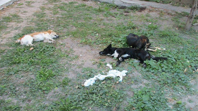 Отровиха животни край стадион “Славия”