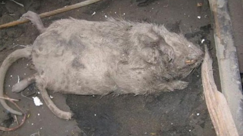 Плъхове като дребни кучета стряскат домакини в Пазарджик 