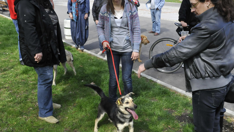 Отровна наденица е натръшкала 20 кучета в София