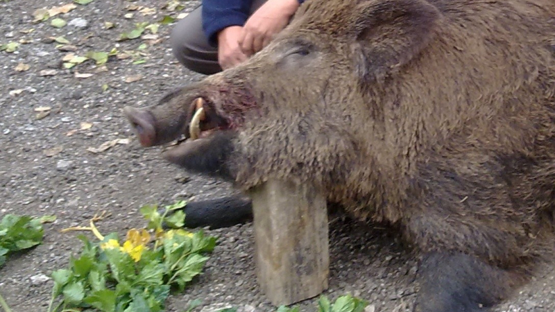 Ловци повалиха 325-килограмов глиган в Плевенско