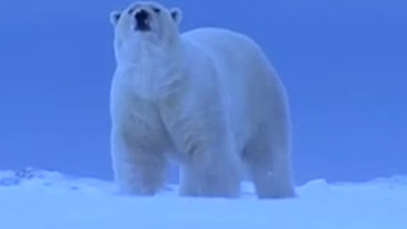 27 бели мечки нападнаха руско село в Чукотка