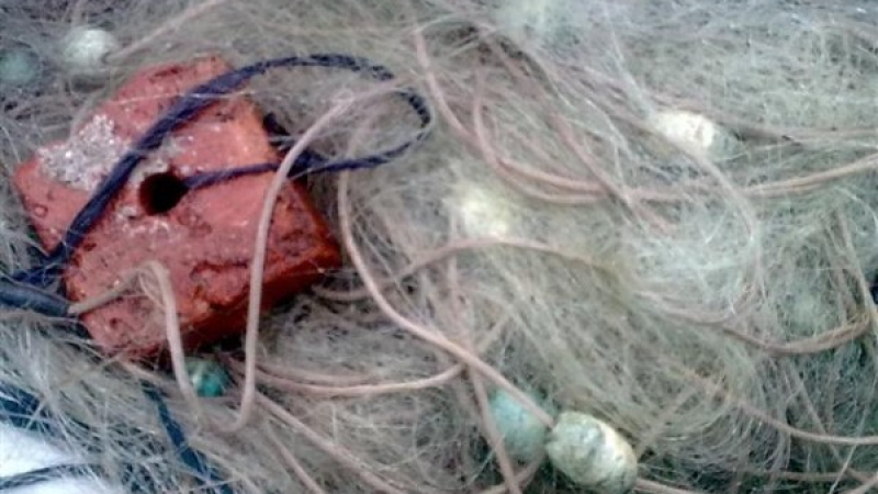 Бракониерски мрежи край Бургас убиват птици