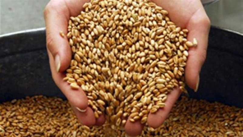 Експерти: Задава се криза със зърното - идва ли световен глад? 