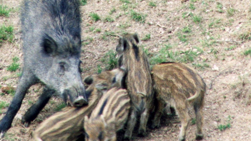 Диви прасета нахлуха на АМ „Тракия“ предизвикаха катастрофа